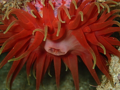 Phlyctenanthus australis