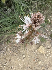 Asphodelus ramosus