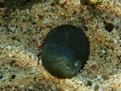 Nerita atramentosa