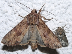 Oligia strigilis