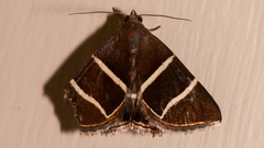Grammodes justa