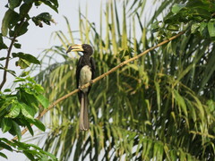 Lophoceros fasciatus