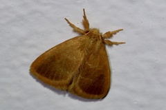 Euproctis lucifuga