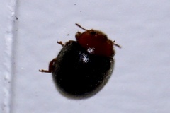 Cryptolaemus