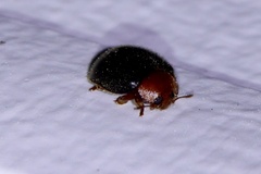 Cryptolaemus