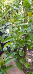 Azara lanceolata