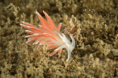 Coryphella monicae