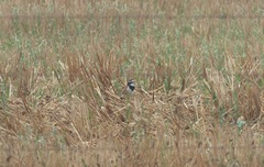 Oenanthe pileata pileata
