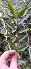 Azara lanceolata
