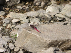 Orthetrum chrysis