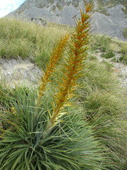 Aciphylla colensoi