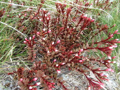 Epilobium melanocaulon