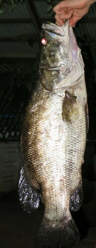 Nile Perch