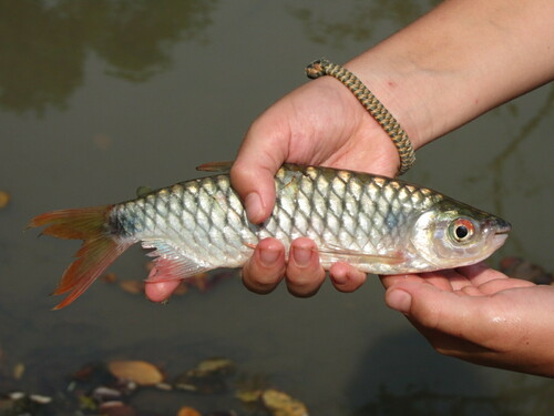 True big-scale tetra