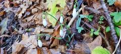 Galanthus alpinus