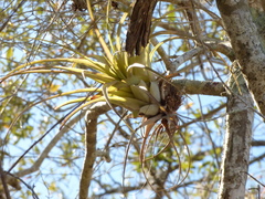 Tillandsia utriculata