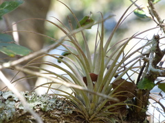 Tillandsia fasciculata