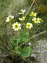 Ranunculus insignis
