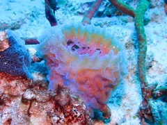 Callyspongia plicifera