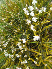 Veronica lycopodioides