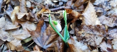 Galanthus alpinus