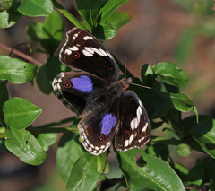 Junonia oenone