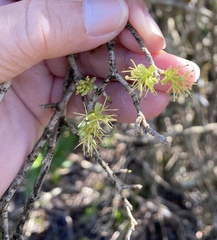 Forestiera segregata