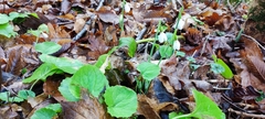 Galanthus alpinus