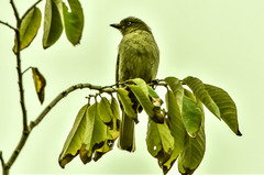 Andropadus importunus