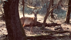 Cervus elaphus italicus