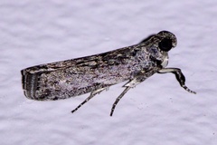 Sciota melanostyla