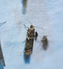 Ephestiopsis oenobarella