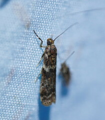 Ephestiopsis oenobarella