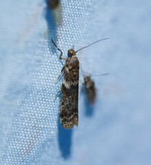 Ephestiopsis oenobarella