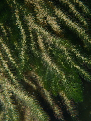Caulerpa flexilis
