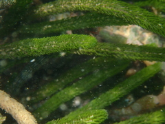 Caulerpa brownii