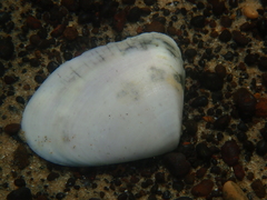 Latona deltoides