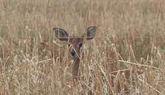 Raphicerus campestris campestris