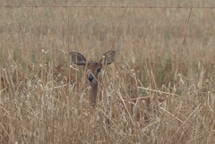 Raphicerus campestris campestris