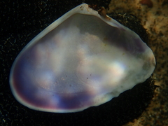 Latona deltoides
