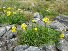 Dolichoglottis lyallii