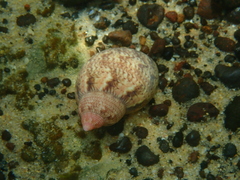 Phasianella ventricosa