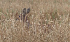 Raphicerus campestris campestris