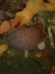 Clavelina