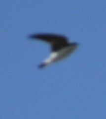 Tachycineta bicolor