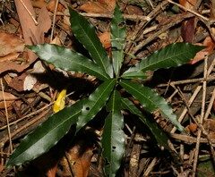 Carronia multisepalea