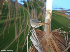Phoenicurus ochruros