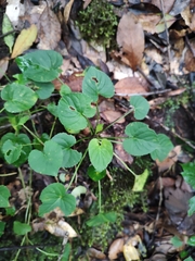 Viola anagae