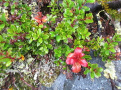 Gaultheria crassa