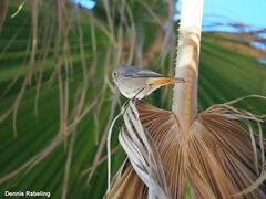 Phoenicurus ochruros